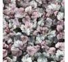 Гейхера Карнавал Роуз Гранит (Carnival Rose Granita) С1